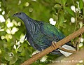 DSC_0231 Nicobar Pigeon.jpg