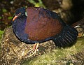 DSC_0233 pheasant pigeon.jpg