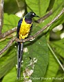 DSC_0244 Gold-breasted Starling.jpg