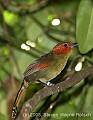 DSC_0247 Red-faced Liocichla.jpg