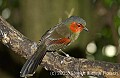 DSC_0250 Red-faced Liocichla.jpg