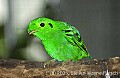 DSC_0256 lesser green broadbill.jpg