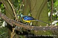 DSC_0261 golden-breasted starling.jpg