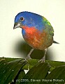 DSC_4338 painted bunting.jpg