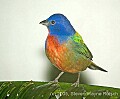 DSC_4340 painted bunting.jpg