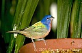 DSC_4345 painted bunting.jpg