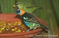 DSC_4364 Golden-hooded Tanager.jpg