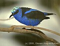 DSC_4373 Red-legged honeycreeper.jpg