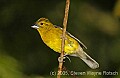 DSC_4409 Golden-bellied Grosbeak (male).jpg