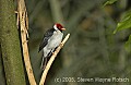 DSC_4415 Yellow-billed Cardinal.jpg