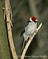 DSC_4418 Yellow-billed Cardinal.jpg