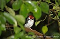 DSC_4420 Yellow-billed Cardinal.jpg