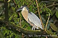 DSC_4424 Boat-billed heron.jpg