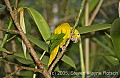 DSC_4458 Golden Conure.jpg