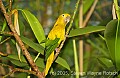 DSC_4459 Golden Conure.jpg