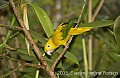 DSC_4460 Golden Conure.jpg