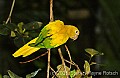 DSC_4462 Golden Conure.jpg