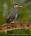 DSC_4469 Inca Tern.jpg