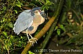 DSC_4470 Boat-billed Heron.jpg