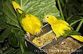 DSC_4479 Golden Conure.jpg