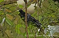 DSC_4481 Red-rumped Cacique.jpg