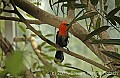 DSC_4487 Scarlet-headed Blackbird.jpg