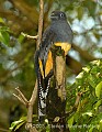 DSC_4492 White-tailed Trogon (female).jpg