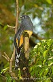 DSC_4494 White-tailed Trogon (female).jpg