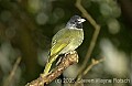 DSC_4504 Collared Finch-billed Bulbul.jpg