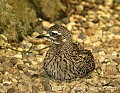 DSC_4527 Cape thick-knee.jpg