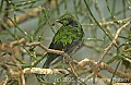 DSC_4528 Emerald Starling.jpg