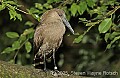 DSC_4570 Hammerkop.jpg