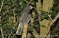 DSC_4578 Black Parrot.jpg