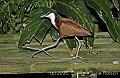 DSC_4585 African Jacana.jpg