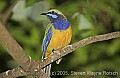 DSC_4593  Orange-bellied Leafbird.jpg