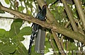 DSC_4595 Green Woodhoopoe.jpg