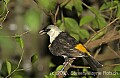 DSC_4599 White-headed Buffalo Weaver.jpg