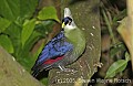 DSC_4607 White-crested Turaco.jpg