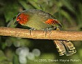 DSC_4609 Red-faced Liocichla.jpg