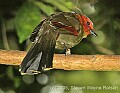 DSC_4611  Red-faced Liocichla.jpg