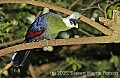 DSC_4613 White-crestedTuraco.jpg