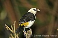 DSC_4620 White-headed Buffalo Weaver.jpg