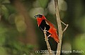 DSC_4622 Orange Bishop Weaver.jpg