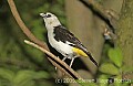 DSC_4648 White-headed Buffalo Weaver.jpg