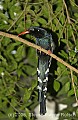 DSC_4654 Green Woodhoopoe.jpg