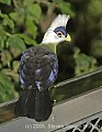 DSC_4662 White-crested Turaco.jpg