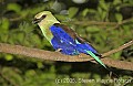 DSC_4668 Blue-bellied Roller.jpg