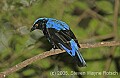 DSC_4669 Fairy Bluebird.jpg