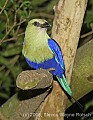 DSC_4670 Blue-bellied Roller.jpg