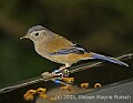 DSC_4675 Blue-winged Minla.jpg